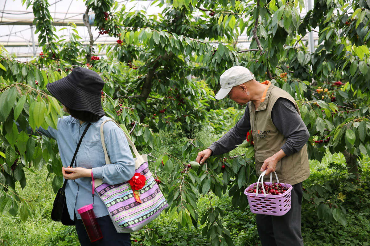 昆嵛山黄保福樱桃采摘园