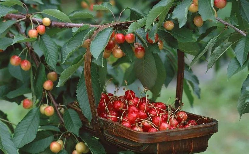 文登区樱桃谷采摘园